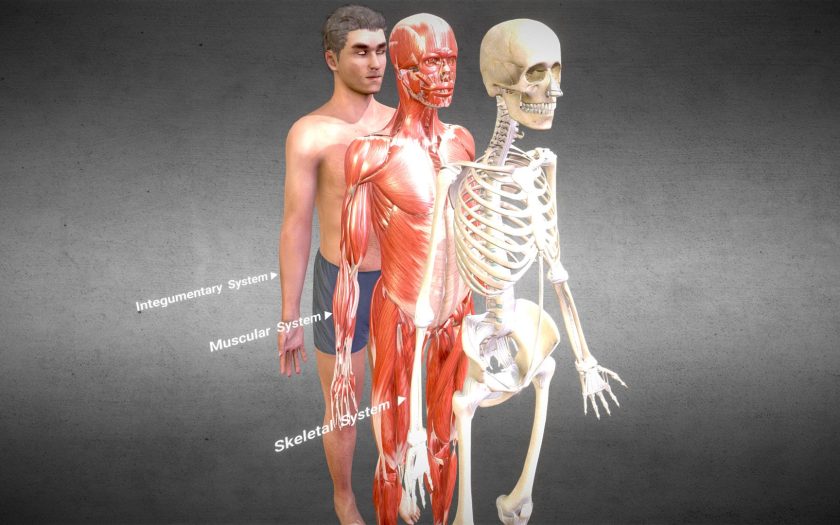 musculoskeletal system’s